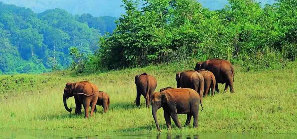 Kerala wildlife santury