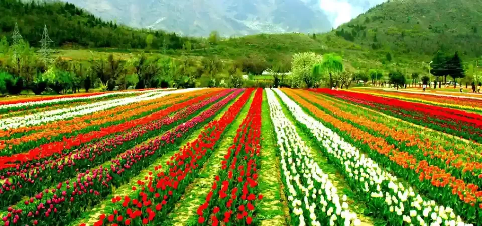 Tulip Garden Kashmir